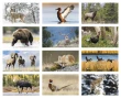 North American Wildlife Promotional Calendar