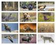 North American Wildlife Promotional Calendar