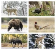 Wildlife Large 2 month in view Promotional Calendar 2026