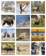 Sportsman Promotional Calendar