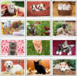 Puppies & Kittens Pocket Promotional Calendar