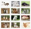 Puppies & Kittens Pocket Promotional Calendar