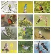 Birds of North America Promo Calendar, Item # 7236 monthly images