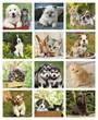 Puppies & Kittens Mini Promotional Calendar  - Monthly images