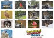North America WIldlife Promotional calendar 2026