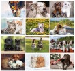 Cats & Dogs Wall Calendar 2026 - Stapled