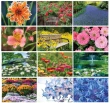 Garden Splendor Wall Calendar 2026 - Stapled