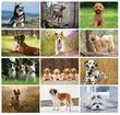 Canine Companions Wall Calendar  - Spiral – Monthly Page – 2027