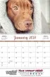 Canine Companions Wall Calendar  - Spiral – Open View – 2027