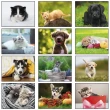 2026 Promotional calendar Puppies & Kittens, Item BC-210 monthly images