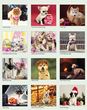 Best - Friends - Puppies - Animal - Calendar - 2026 - Spiral - 12.5x21 Monthly images