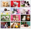 Puppies Animal Calendar 2027, Stapled Item CC-401 Monthly Images