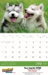 Puppies Animal Calendar 2027, Stapled Item CC-401 Open View Image