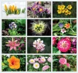 Floral Beauty Wall Appoitment Calendar 2027, Stapled, 11.5x18 Item CC-462 Monthly Images