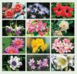 2026 Floral Beauty Wall Appoitment Calendar, Stapled, 11.5x18 Item CC-462 Monthly Images