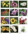 Floral Scents 2027 calendar, Item JC-205 monthly images view