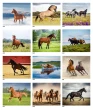 Horses, Animal Calendar 2026, Stapled JC-339 monthly images