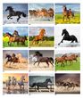 Horses, Animal Calendar 2026, Stapled JC-339 monthly images