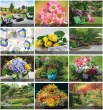 Flowers and Gardens Calendar Stapled monthly images 