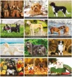 Dogs themed Promo Calendar monthly images 