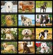 Dogs themed calendar monthly images Item MC-0135