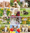 Kittens Calendar monthly images 