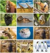 International Wildlife Calendar Stapled monthly images 