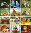 Pets Calendar Stapled monthly images 