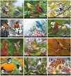 Garden Birds Calendar monthly images 
