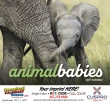 Animal Babies Wall Calendar  Stapled – Main Image – 2027