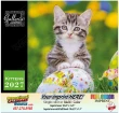 Kittens Calendar  – Main Image – 2027