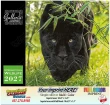 International Wildlife Calendar Stapled  – Main Image – 2027