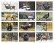 North American Wildlife Promotional Calendar