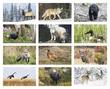 North American Wildlife Promotional Calendar