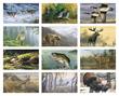 Wildlife Art by the Hautman Brothers Promotional Calendar 2024