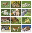 2024 Promotional Calendars baby farm animals