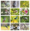 Birds of North America Promo Calendar, Item # 7036 monthly images