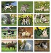 2024 Promotional Calendar baby farm animals monthly