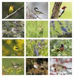 Birds of North America Promo Calendar, Item # 7236 monthly images