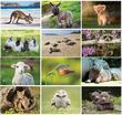 Baby animals Calendar Stapled, item AD-3045 monthly images
