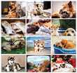 Cats & Dogs Wall Calendar 2024 - Stapled