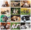 Cats & Dogs Wall Calendar 2024 - Stapled