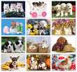 2024 Puppies Animal Calendar, Stapled Item CC-401 Monthly Images