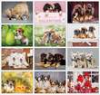 2024 Puppies Animal Calendar, Stapled Item CC-401 Monthly Images