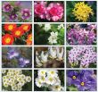 2024 Floral Beauty Wall Appoitment Calendar, Stapled, 11.5x18 Item CC-462 Monthly Images