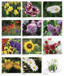 Floral Scents 2024 calendar, Item JC-205 monthly images view