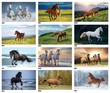 Horses, Animal Calendar 2024, Stapled JC-339 monthly images