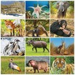 International Wildlife Calendar Stapled 2024