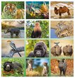 International Wildlife Calendar Stapled 2024