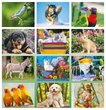 Pets Calendar Stapled 2024